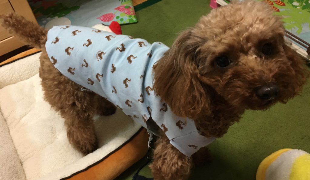 縫い途中の服を着る茜ちゃん
