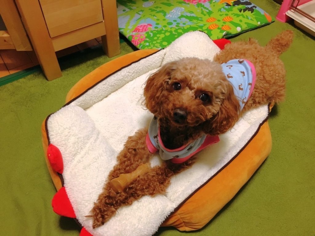 茜ちゃんが着てみました