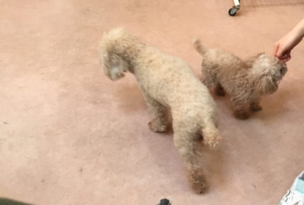 ケイトちゃんとおはぎちゃん