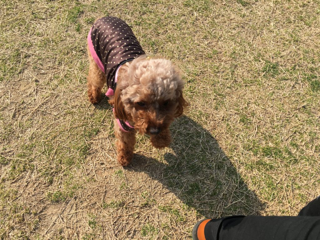 海とのふれあい広場（堺浜のドッグラン）での茜ちゃん