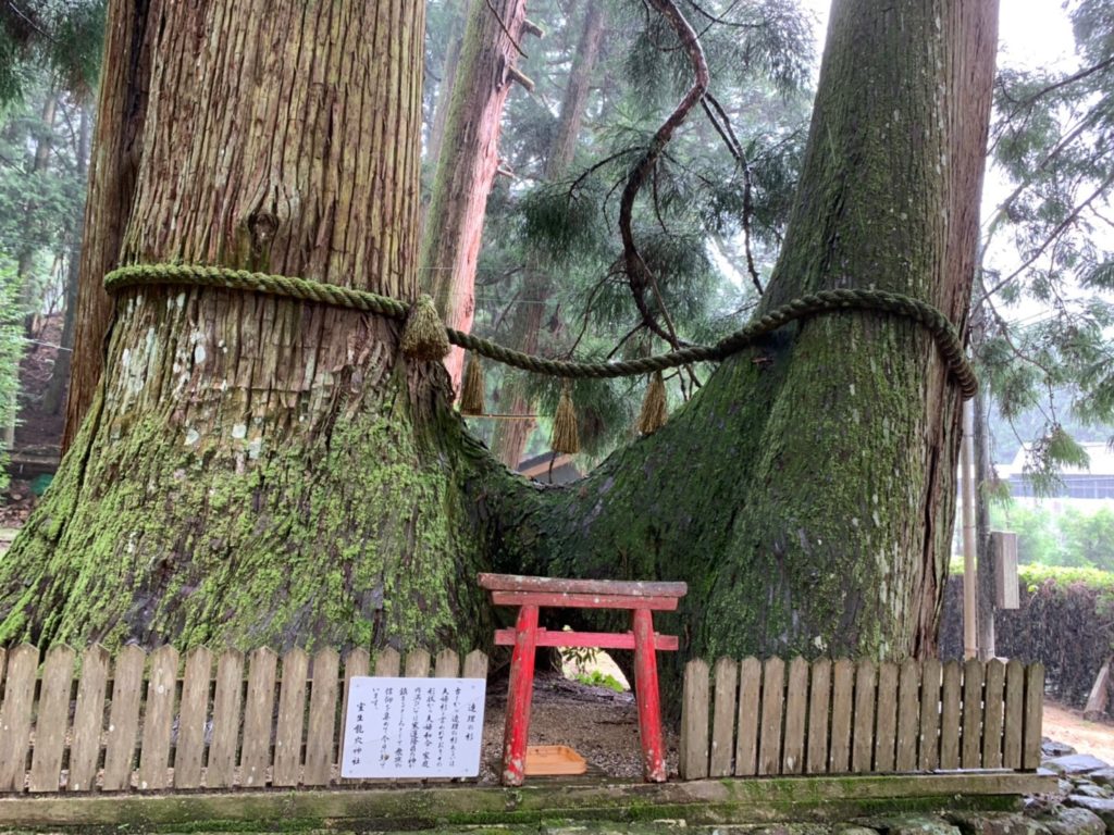 室生龍穴神社　連理の杉