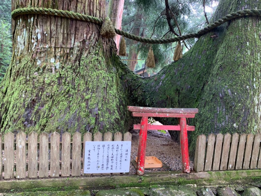 室生龍穴神社　連理の杉