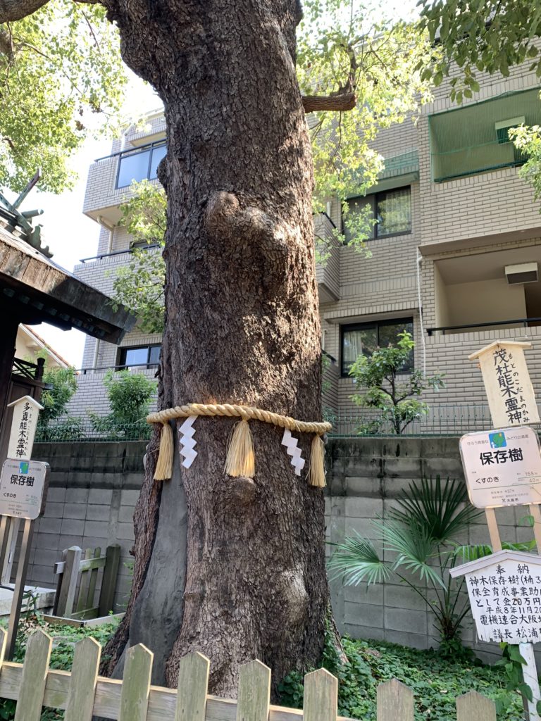 阿倍王子神社の楠