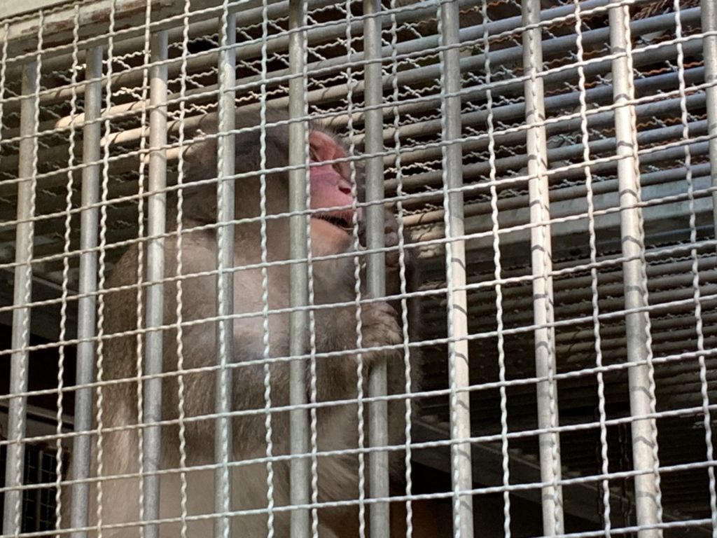日吉大社の神猿さん