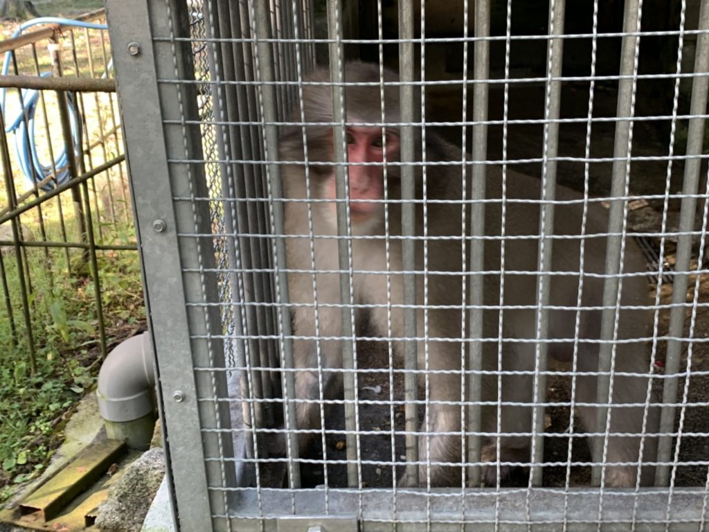 日吉大社の神猿さん