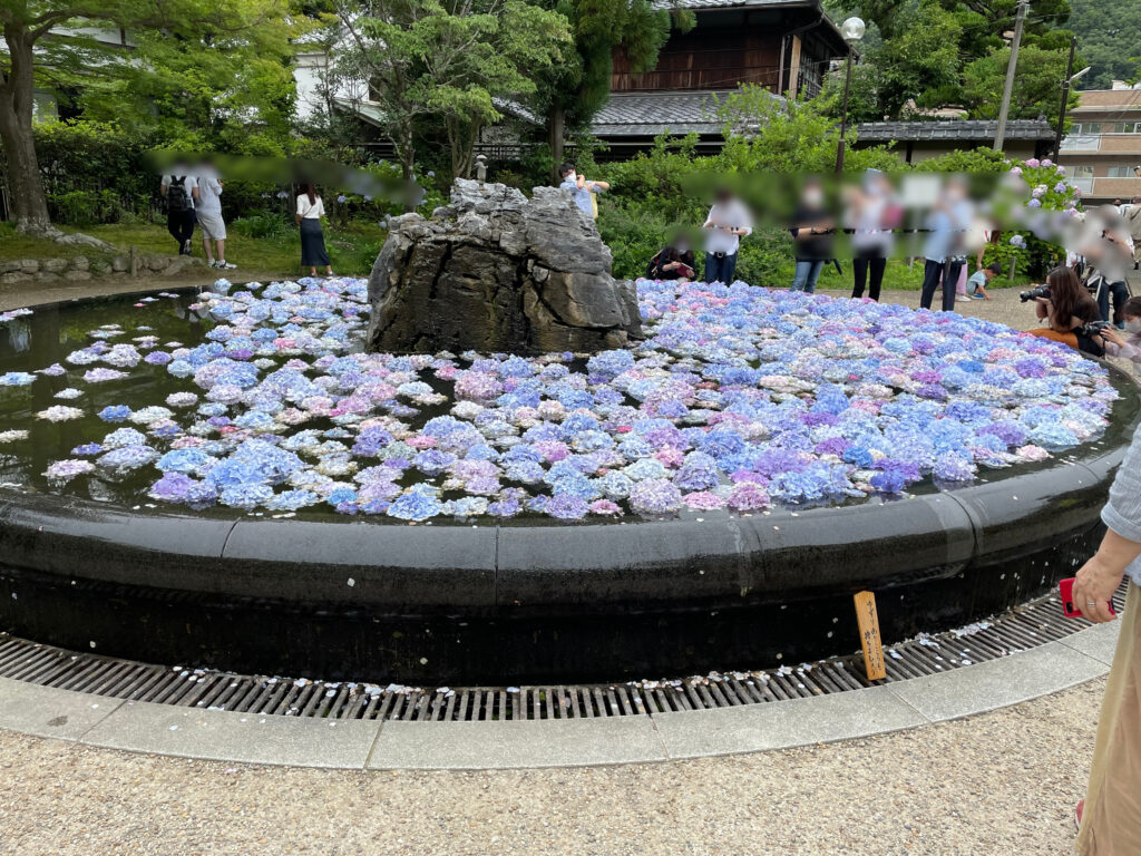 久安寺あじさいうかべ(2021年6月28日)