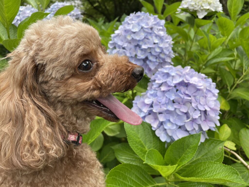 愛犬とあじさい