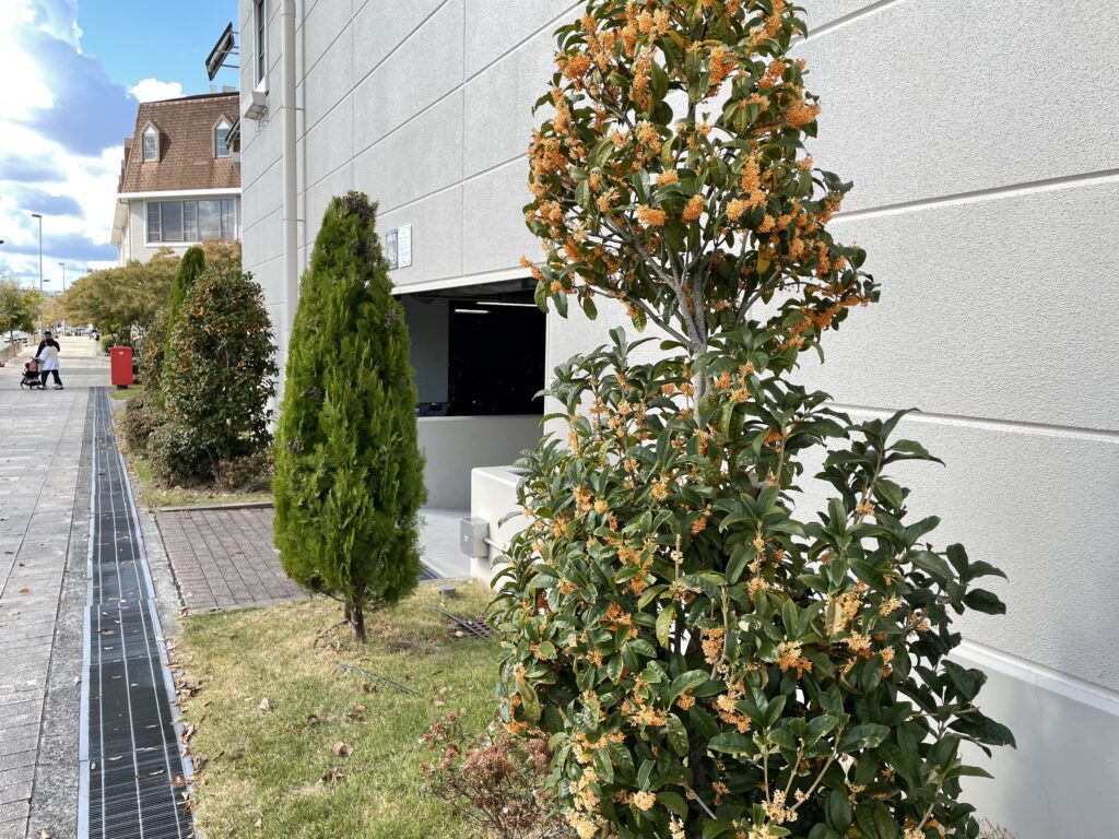 みのおキューズモールの金木犀